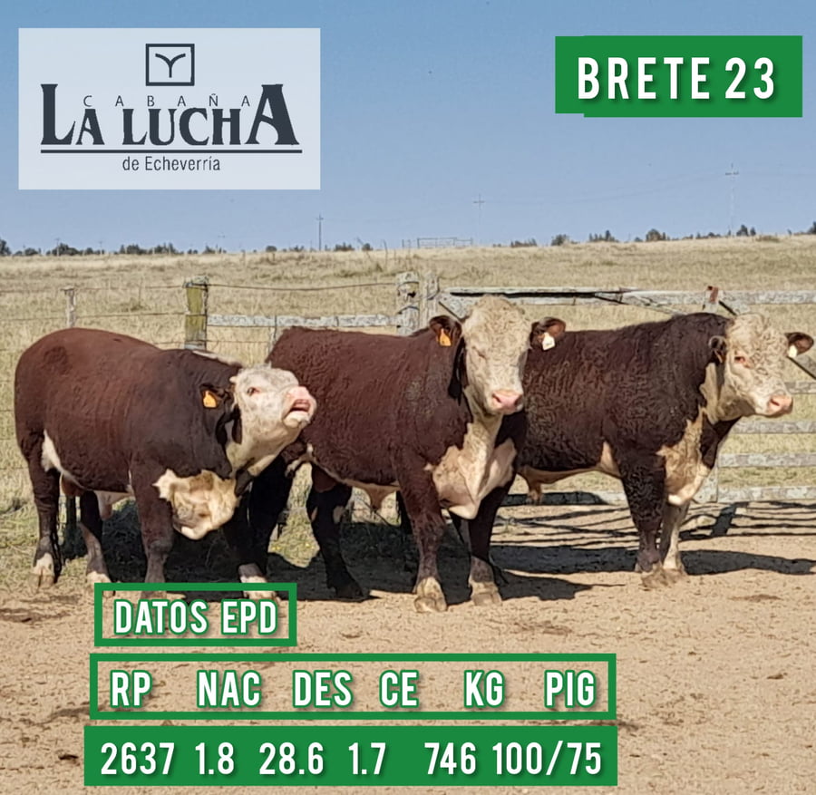 Lote TOROS POLLED HEREFORD PI