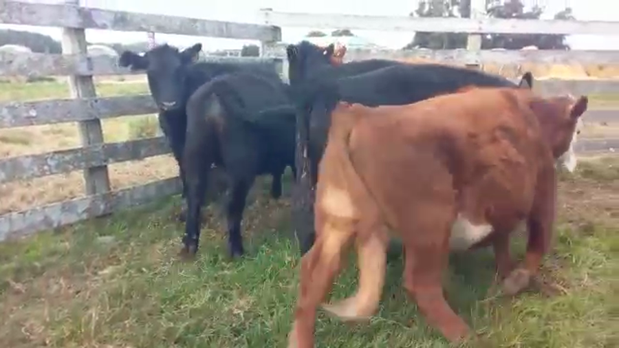 Lote 6 Novillos HEREFORD Y ANGUS a remate en Pantalla Camy Mayo - Desde La Cuenca 270kg - , San José