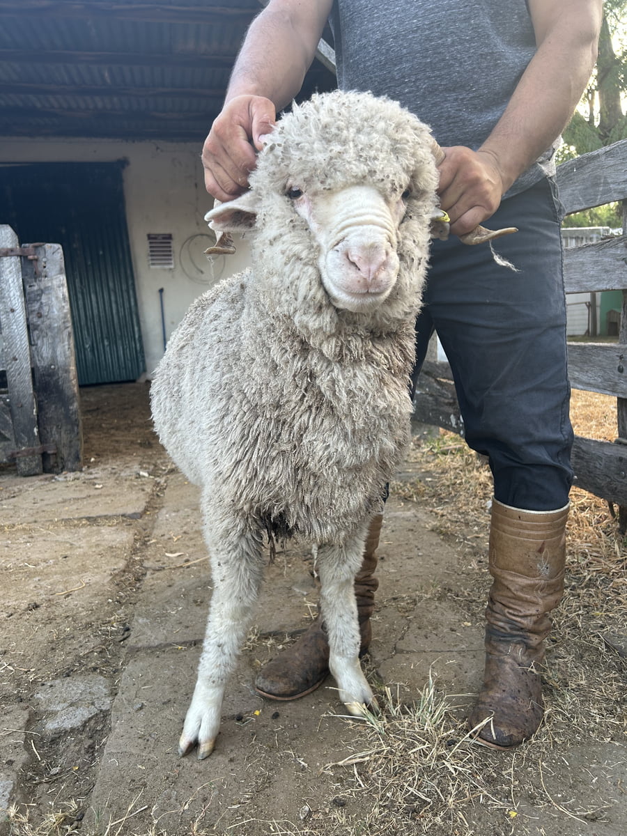 Lote Borrego 2D (MO: Si)