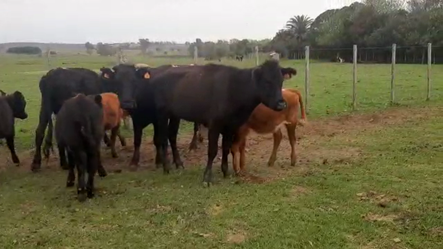 Lote 14 piezas angus