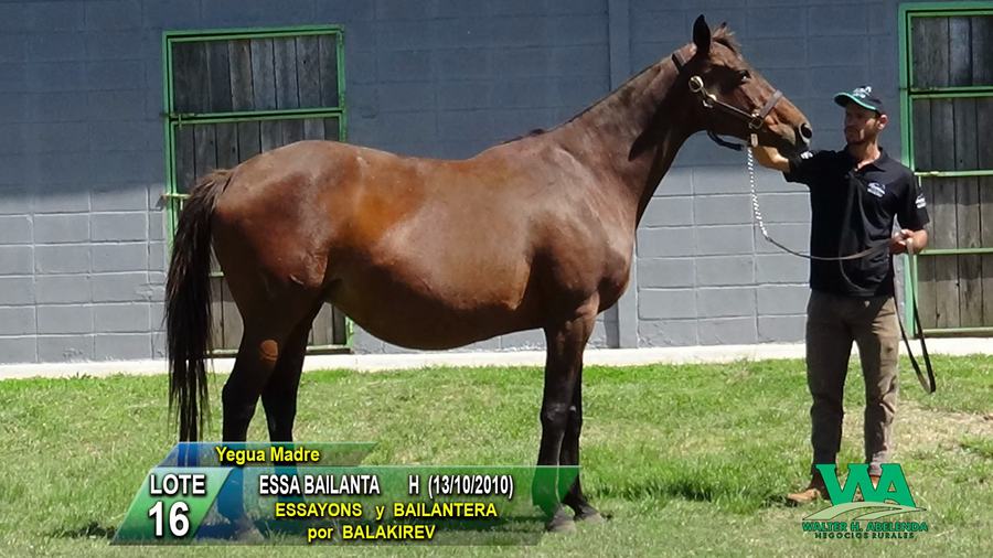 Lote ESSA BAILANTA