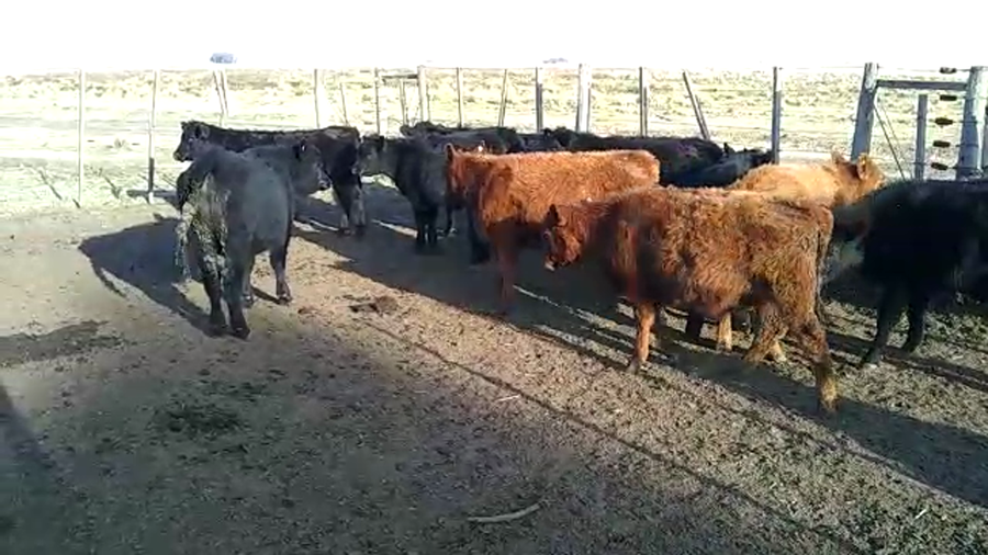 Lote 15 Terneros en Coronel Pringles, Buenos Aires