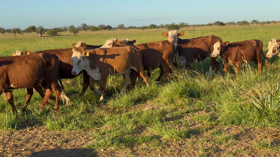 Lote 65 Terneras en Corrientes, Monte Caseros