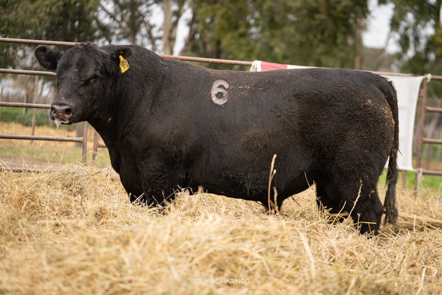 Lote TOROS ANGUS NEGROS  PC
