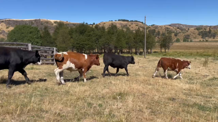 Lote 40 Novillo Engorda en Coyhaique, XI Región Aysén