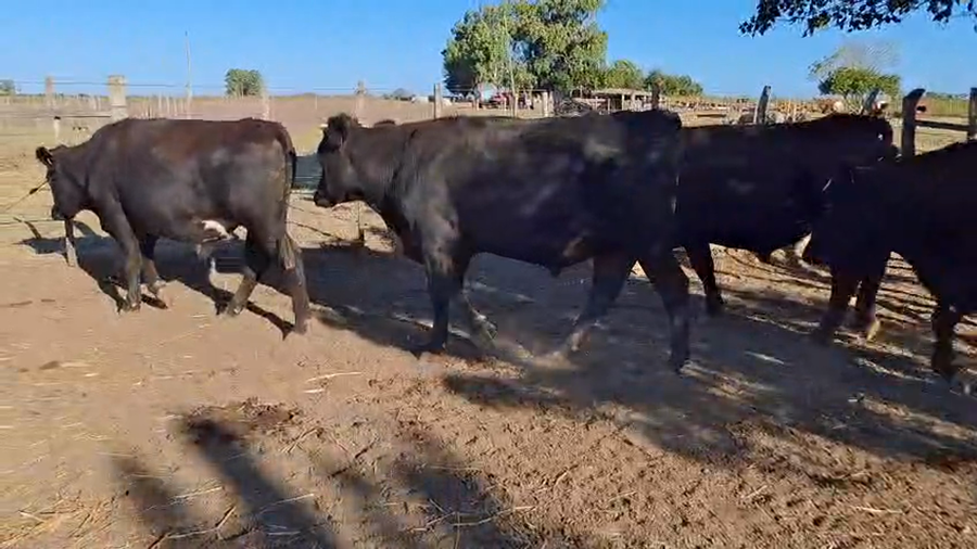 Lote Novillos cruza angus