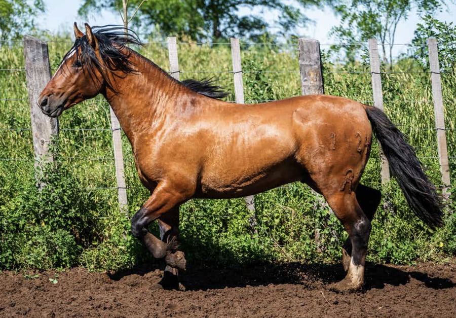 Lote TAÑIDO PLUMÓN