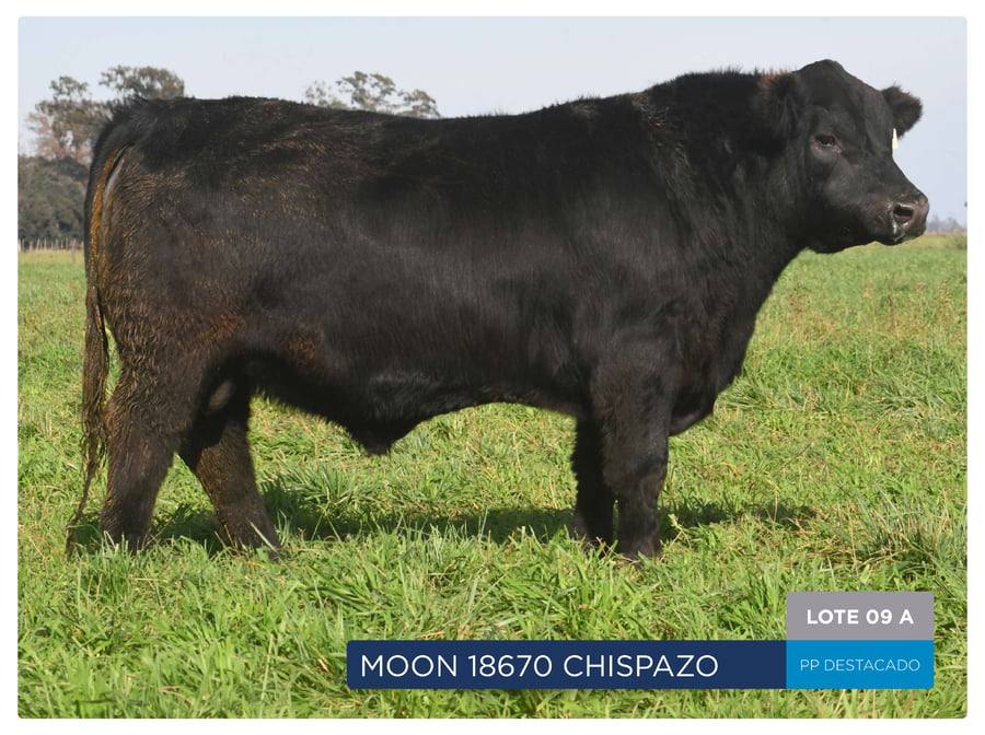 Lote RP 18670, 18717 Y  18701 - Toro PP