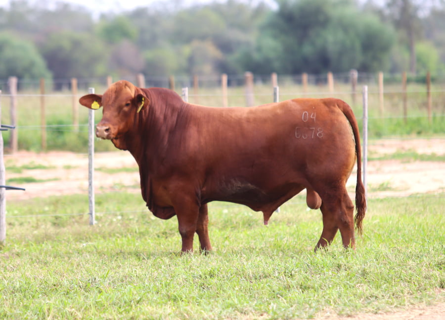 Lote LOTE 78