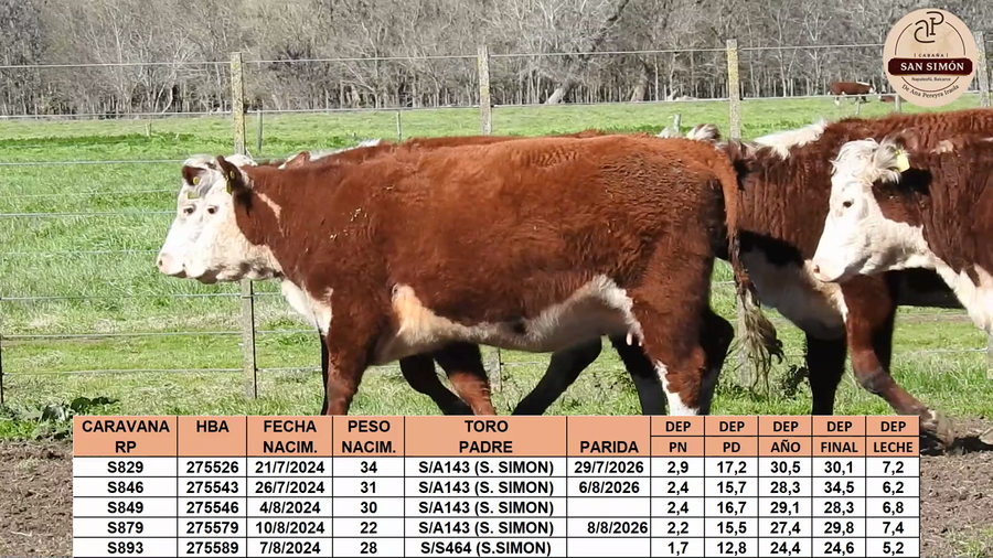 Lote VAQUILLONAS 1a. PARICION (INVIERNO-PRIMAVERA) "SAN SIMON"