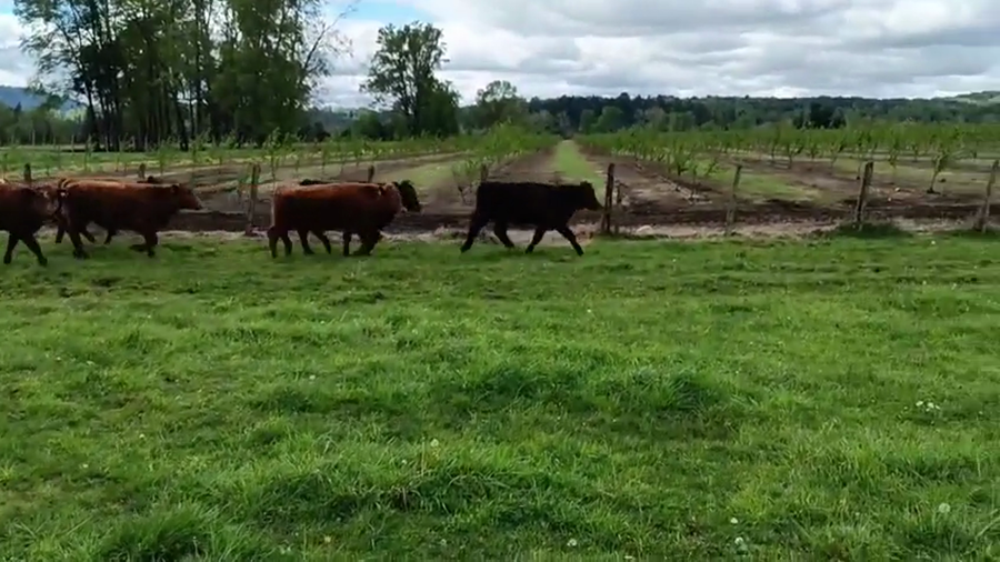 Lote 25 Novillo Engorda en Cunco, IX Región Araucanía