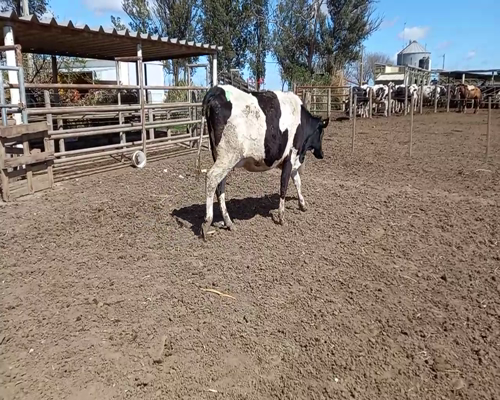 Lote Lote 40 Monzoni Servicios Agropecuarios