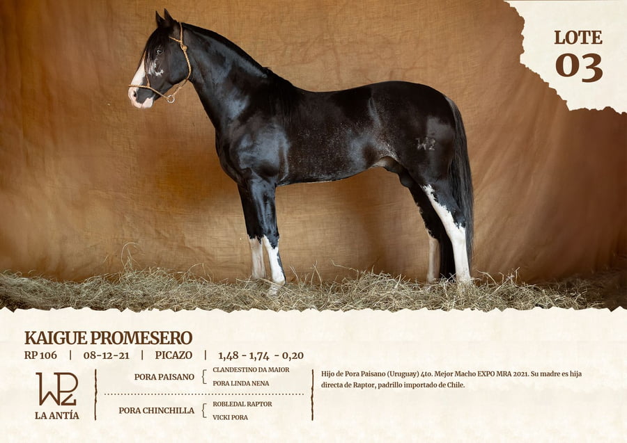 Lote KAIGUE PROMESERO