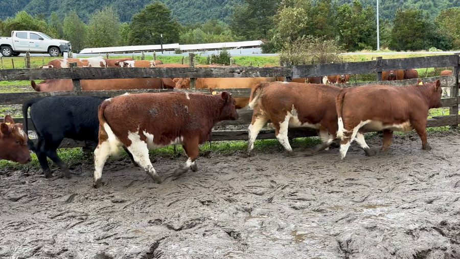 Lote 11 Ternera en Cisnes, XI Región Aysén