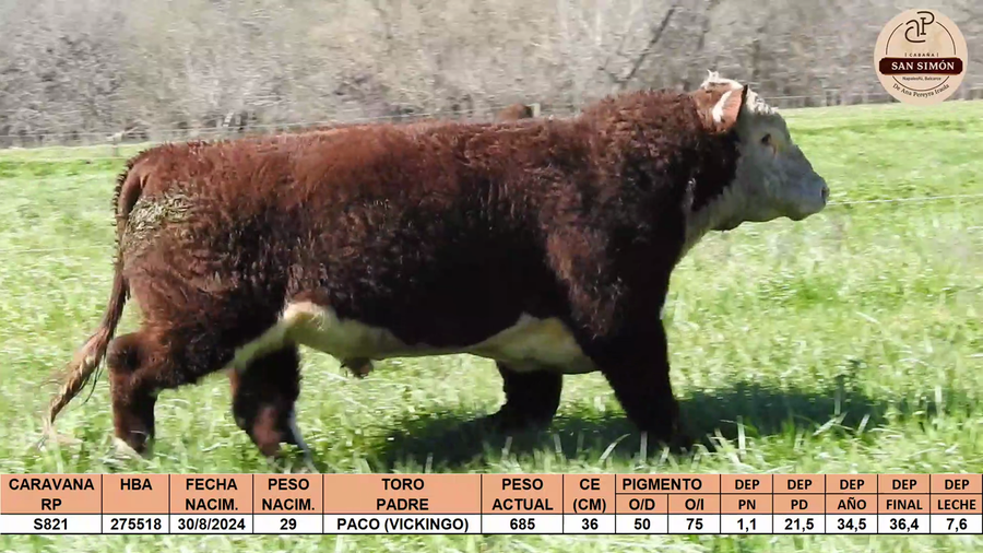 Lote TOROS PUROS REGISTRADOS "SAN SIMON"