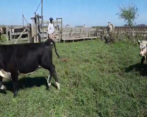 Lote 21 Terneras en Gral. Lamadrid, Buenos Aires