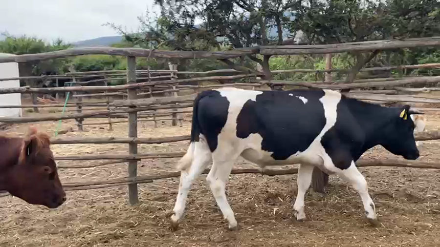 Lote 25 Novillo Engorda La Ligua, V  Región Valparaíso