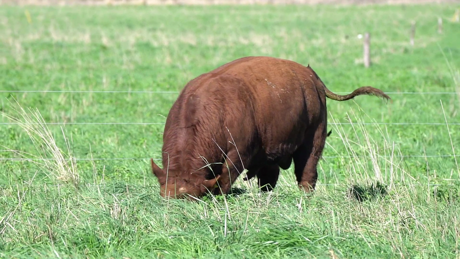 Lote TORO