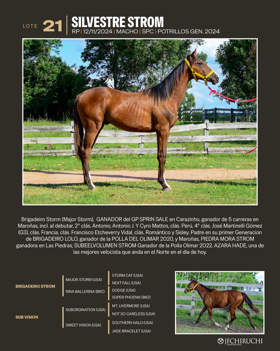 Lote SILVESTRE STROM