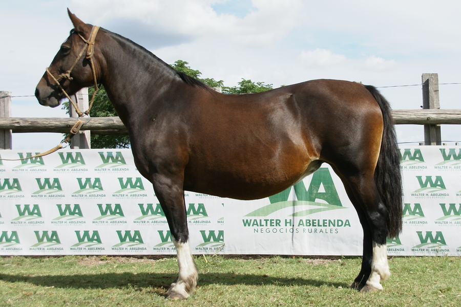 Lote SOLANA TIJERETA