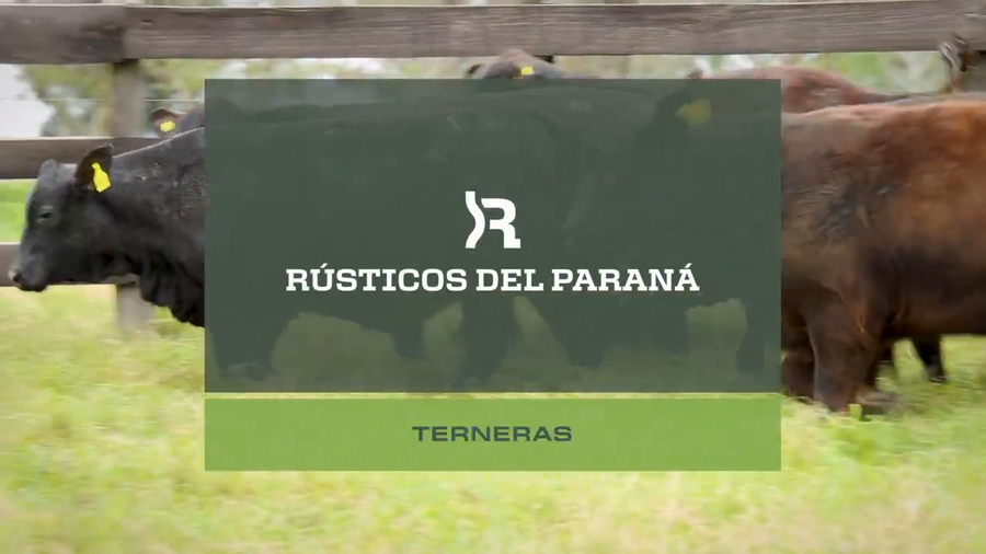 Lote TERNERAS