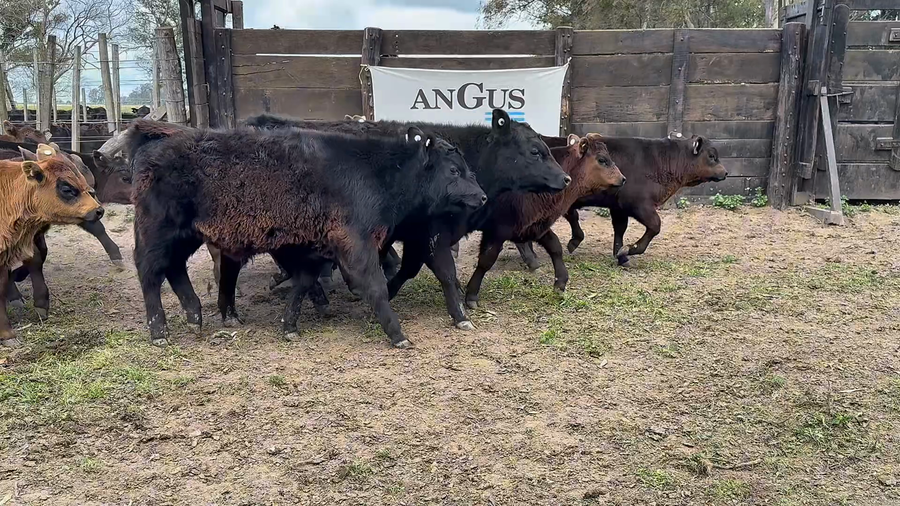 Lote 20 Terneros