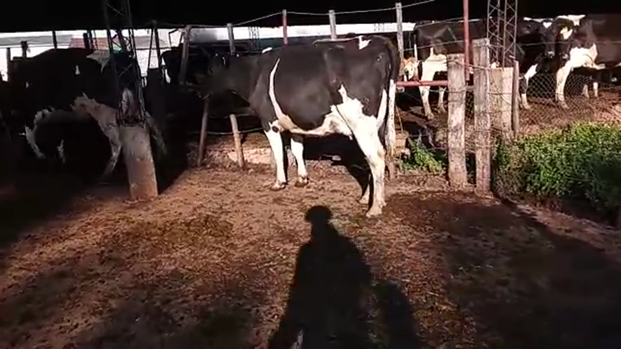 Lote (Vendido)2 Vacas de Invernada HOLANDO a remate en PANTALLA CAMY - SAN JOSE  1500 VACUNOS 550kg - , San José