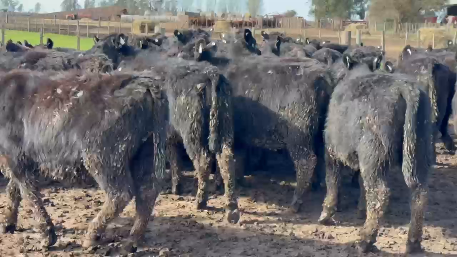 Lote 120 Vaquillonas