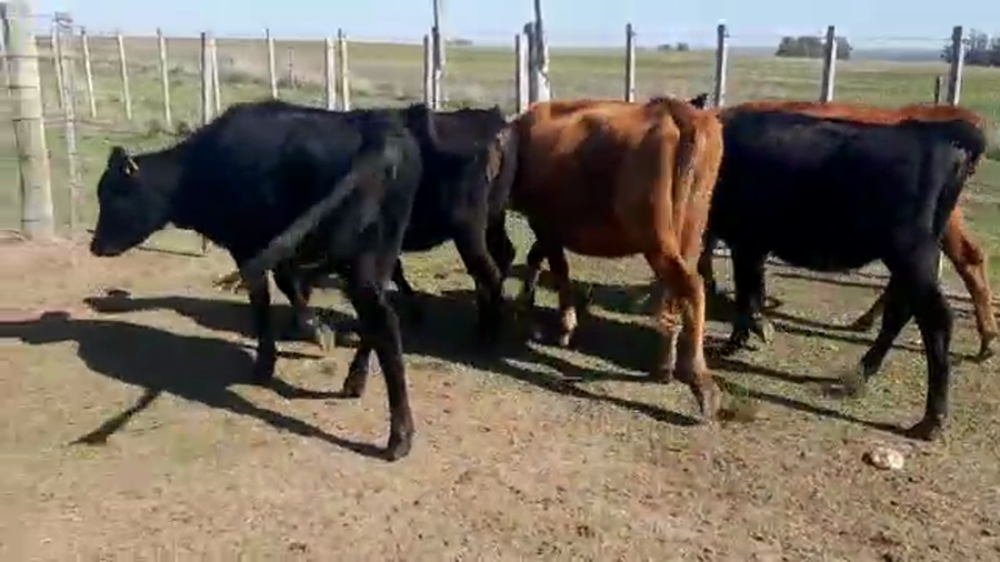 Lote 6 Vaquillonas cruza y angus