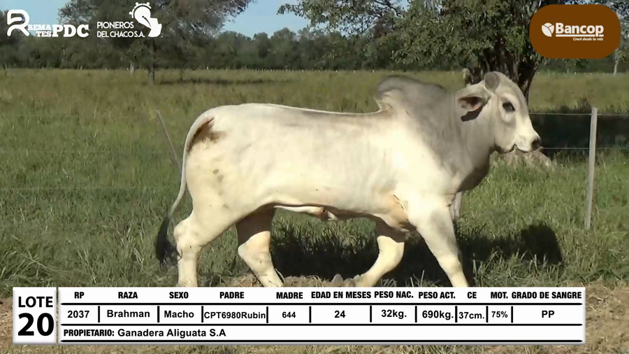 Lote Lote 20