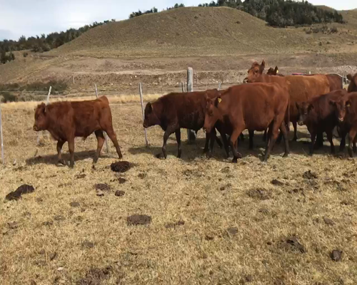 Lote 65 Ternero en Coyhaique, XI Región Aysén