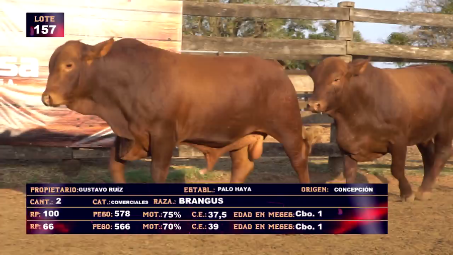 Lote GUSTAVO RUIZ - LOTE 157