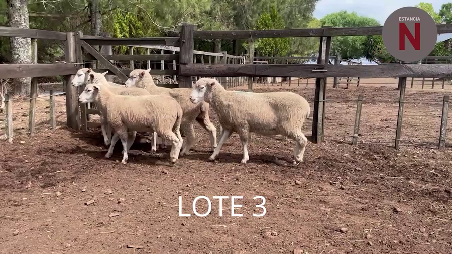 Lote Lote 3 - Estancia Nueva