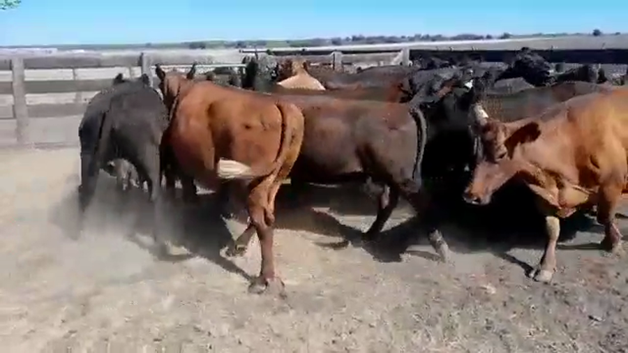 Lote 15 Vacas CUT con cría en Entre Ríos, Villaguay