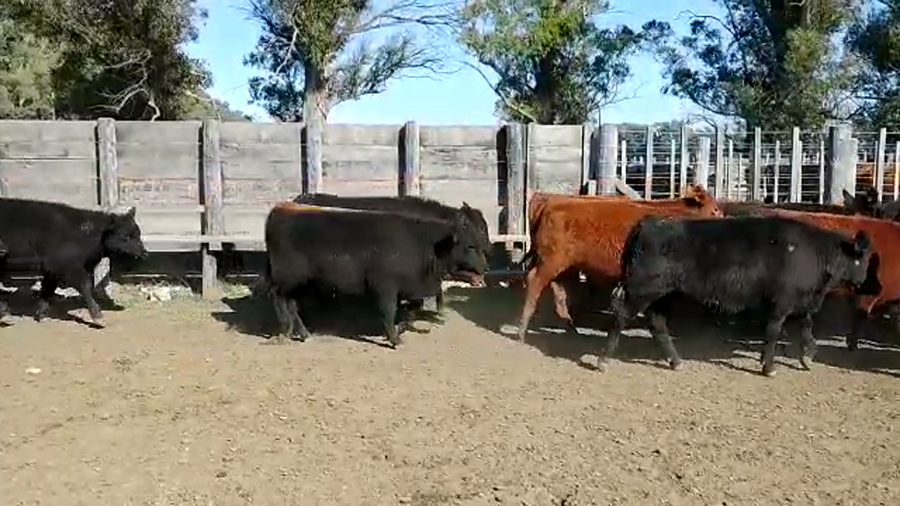 Lote 70 Terneros en Magdalena, Buenos Aires