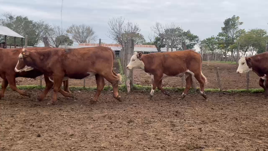 Lote 100 Novillos en Corrientes, Curuzú-Cuatiá