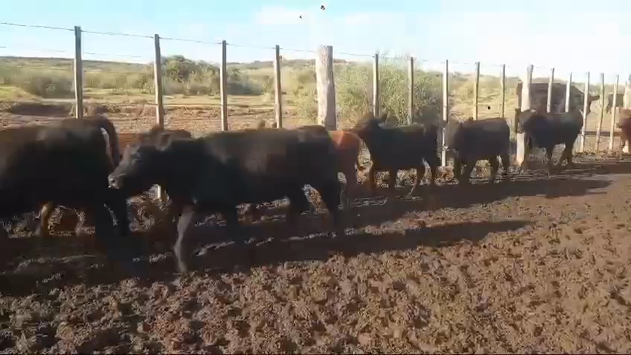 Lote 80 Terneras
