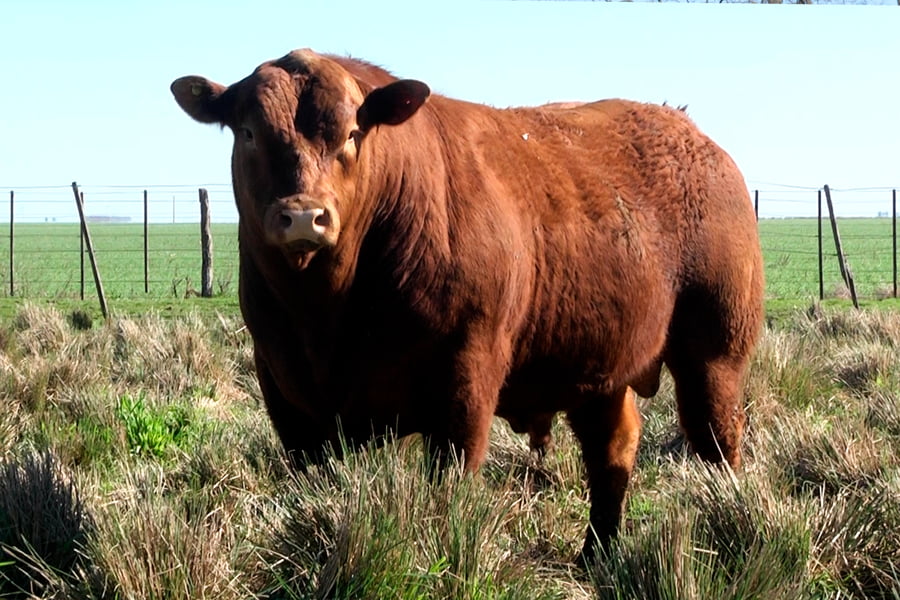 Lote TOROS PP 3 años