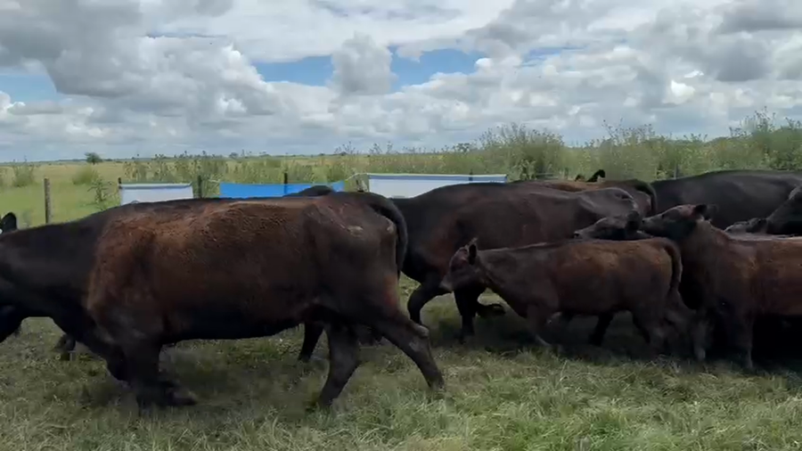 Lote 80 Vacas nuevas C/ cria