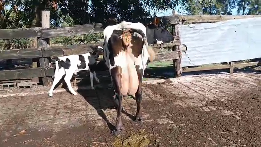 Lote 2 Piezas de cría a remate en Pantalla Camy, San José