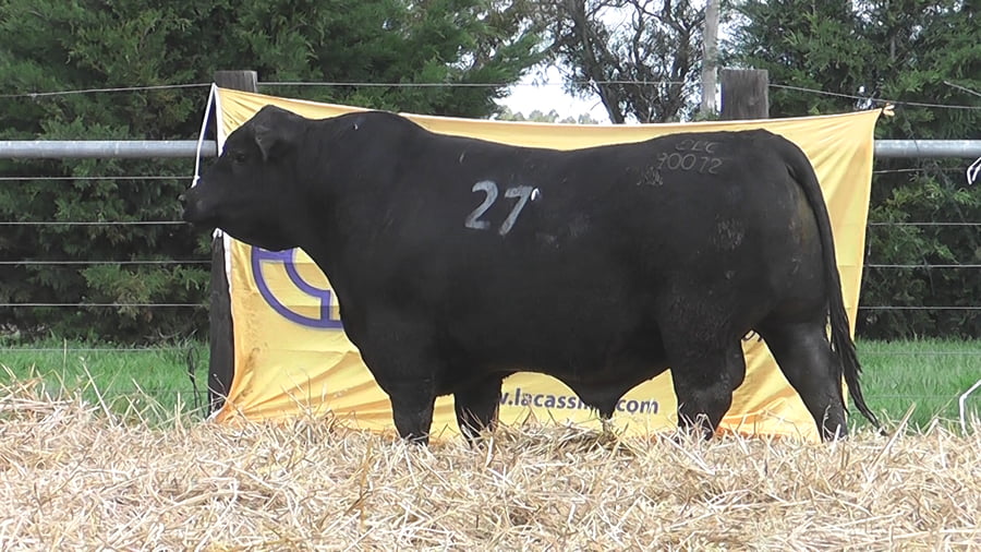 Lote TOROS ANGUS PUROS CONTROLADOS