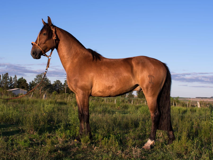 Lote LEGULEYO ESCONDIDO