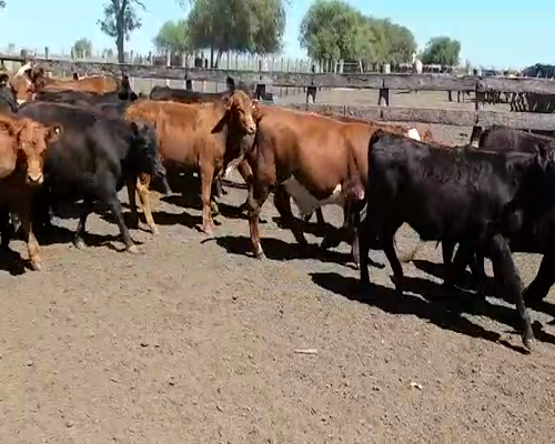 Lote 65 Terneros en Villaguay, Entre Ríos