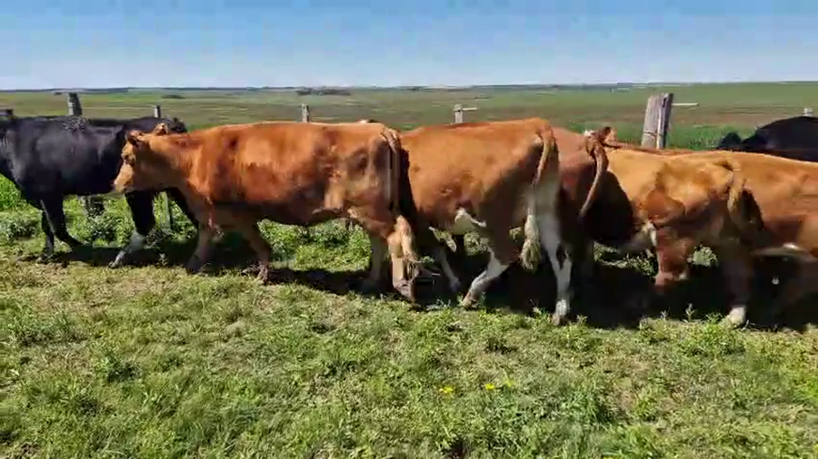 Lote 9 Vaquillonas  a remate en Pantalla Camy, San José