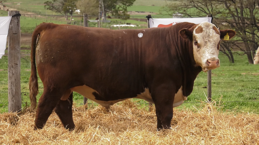 Lote TOROS PUROS REGISTRDOS