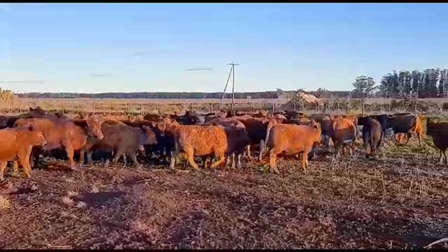 Lote 68 Terneras en Necochea, Buenos Aires