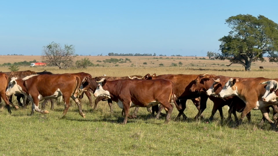 Lote 55 Novillos en Corrientes, Mercedes