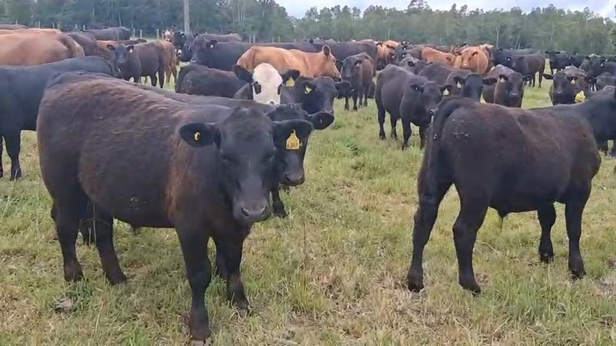 Lote 60 Ternero en Gorbea, IX Región Araucanía