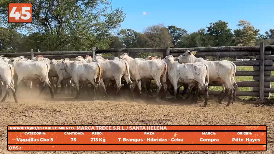 Lote LOTE 45
