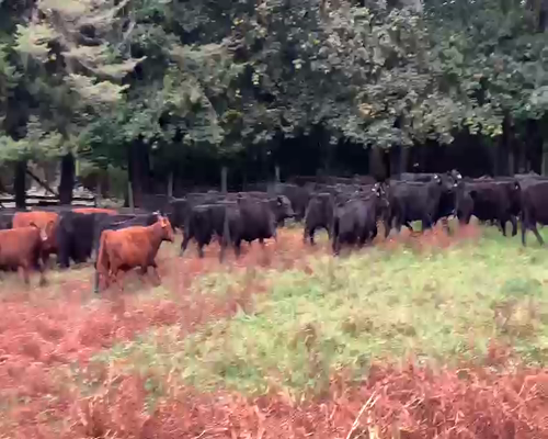 Lote 65 Ternero en Villarrica, IX Región Araucanía